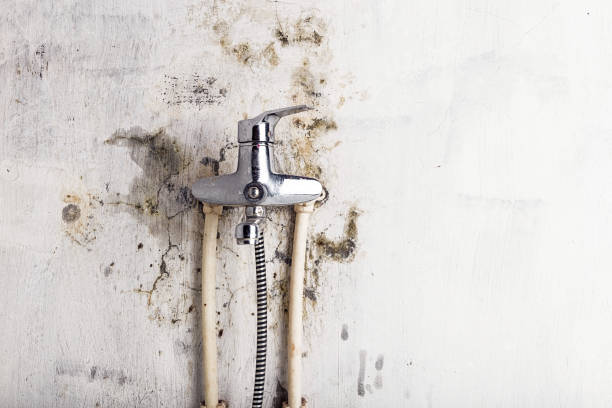 Best Best Mold Removal Companies  in Capitol Heights, MD
