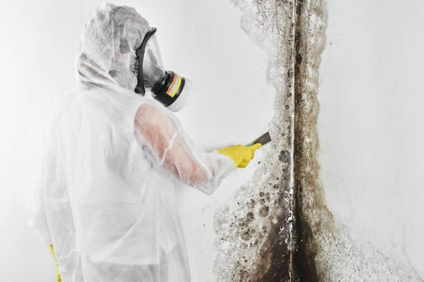 Best Emergency Mold Removal  in Capitol Heights, MD