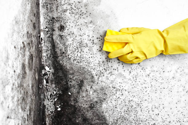 Best Black Mold Removal  in Capitol Heights, MD