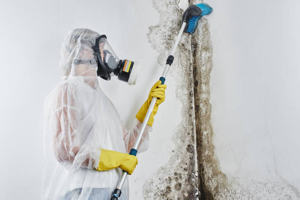 Best Mold Testing  in Capitol Heights, MD