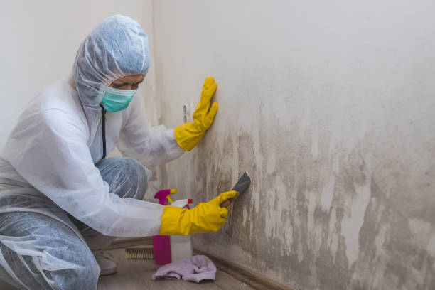 Best Mold Removal Company Near Me  in Capitol Heights, MD