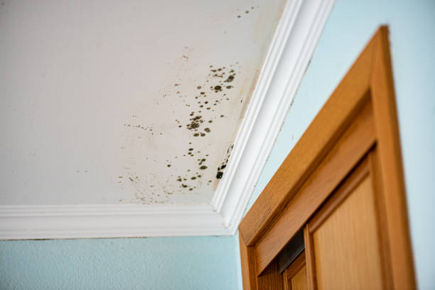 Best Professional Mold Removal  in Capitol Heights, MD