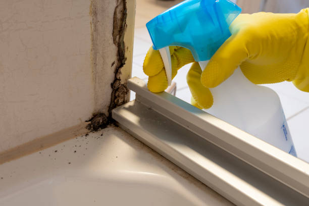 Mold Removal and Inspection in Capitol Heights, MD