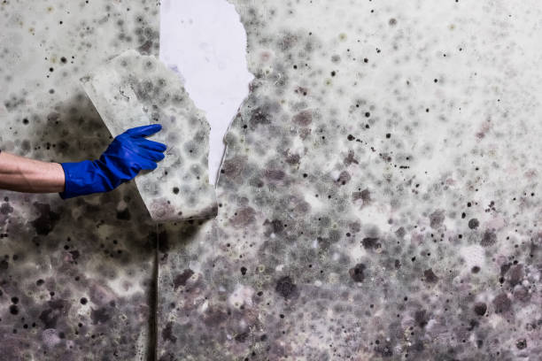 Best Home Mold Removal  in Capitol Heights, MD